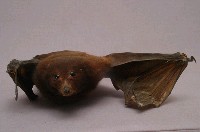 臺灣狐蝠藏品圖，第7張